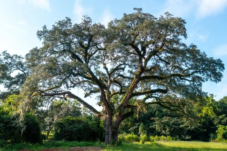 EUA lutam para manter em pé árvore de 300 anos que sobreviveu a guerra e raio