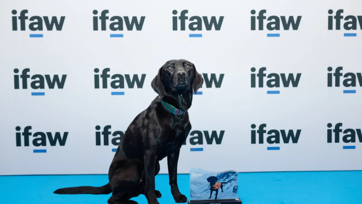Rescue Labrador becomes marine detection dog, wins 2026 Animal of the Year