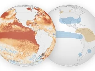 INFOGRAPHIES. Sécheresses, pluies extrêmes : comment El Niño bouleverse le climat à l’échelle du globe