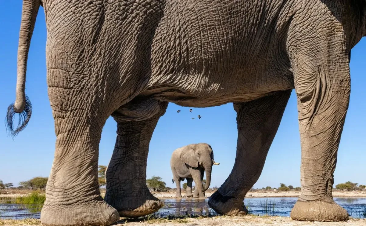 Imagens revelam o comportamento dos elefantes de perto e mostram por que são considerados tão inteligentes; veja fotos