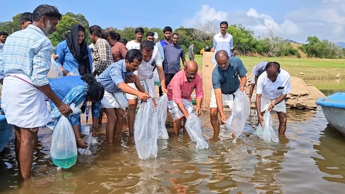 4.63 lakh fingerlings to be released in Palakkad reservoirs