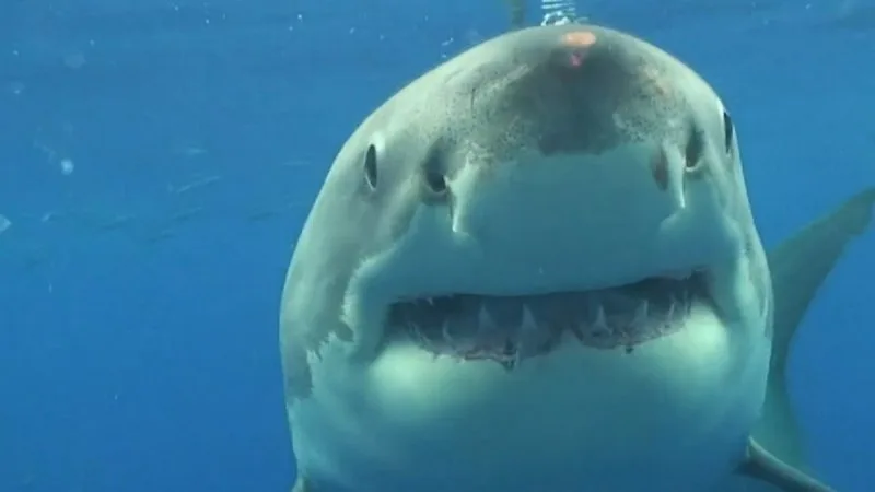 Experts call for action after two shark attacks