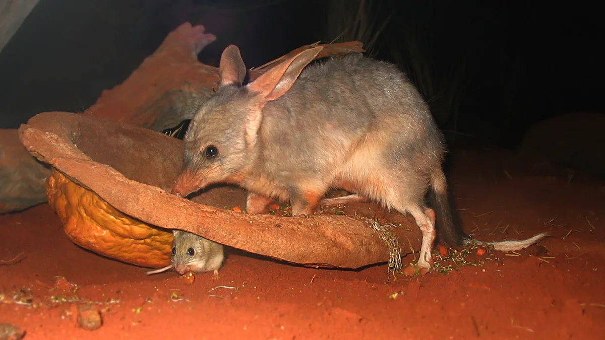 In 1997 bilbies released on Australian island; occupied entire island by 2007