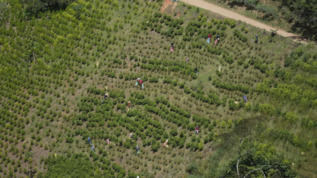 Colombie: du glyphosate sur les champs de coca pour lutter contre le narcotrafic