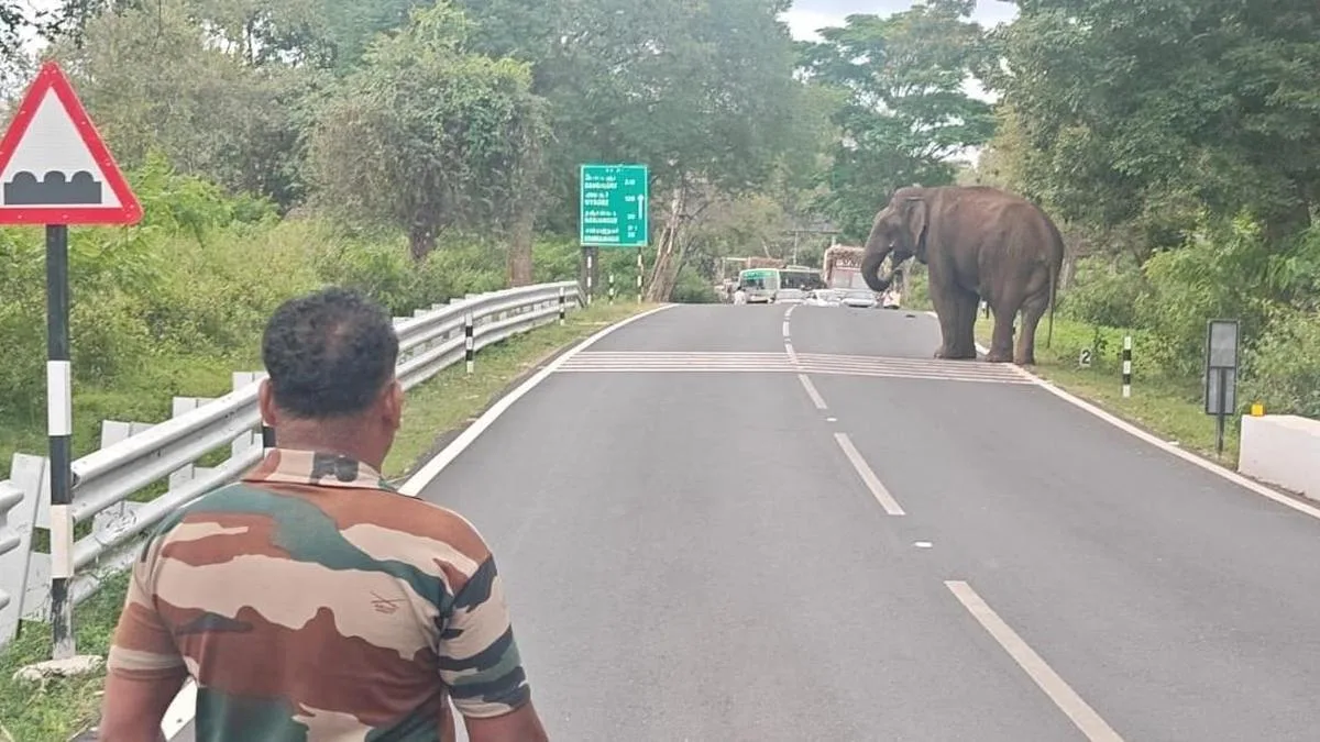 Forest Department intensifies patrols to prevent elephant intercepting sugarcane lorries in Hasanur