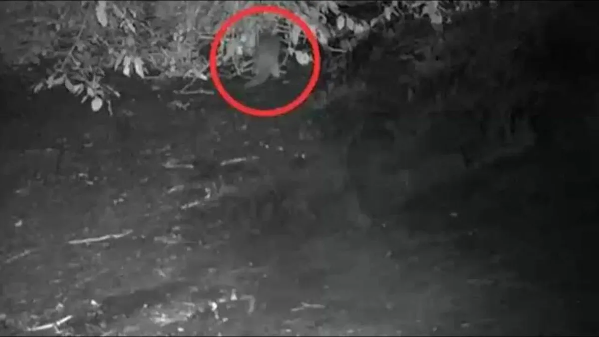 First time in 100 years, North American river otter spotted in the Bronx River: 'I could hardly believe what I was seeing'