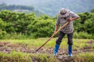 Baixa produtividade no campo suspende cobrança de dívida rural