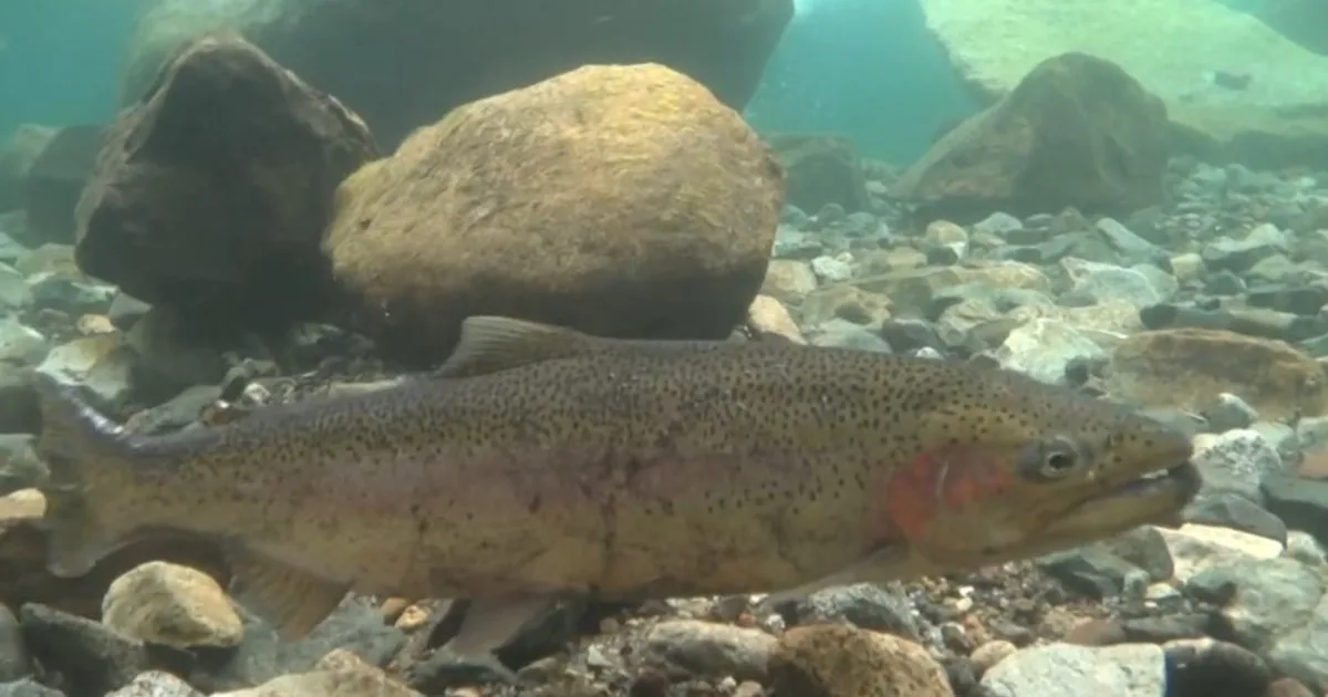 Tras pasar unos dos años en el Pacífico, cientos de truchas arcoíris regresaron al río Deschutes de Oregón, completando un viaje de ida y vuelta de 965 kilómetros en agua dulce. Su regreso contribuyó a que el total de ejemplares trasladados durante la temporada 2024-2025 superara los 950 adultos
