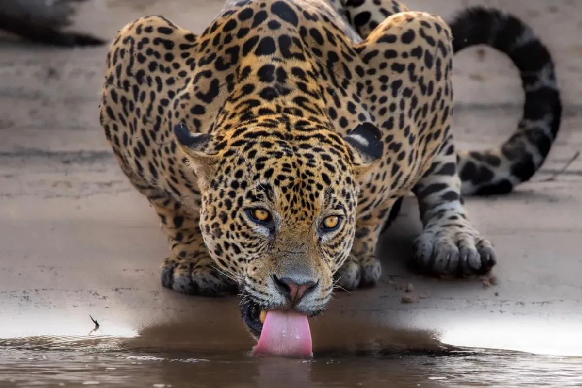 Leonardo DiCaprio resgata foto icônica de onça-pintada bebendo água no Pantanal e faz alerta sobre extinção