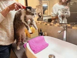 Vrai ou faux. Chats et chiens, tous dans le même bain ? Testez vos connaissances sur l’hygiène des animaux de compagnie