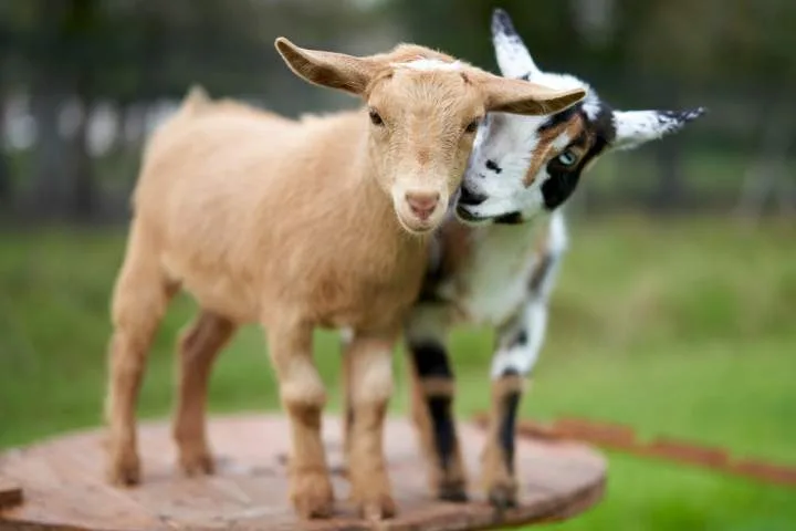 4 baby goats test positive for rabies at petting zoo in North Carolina