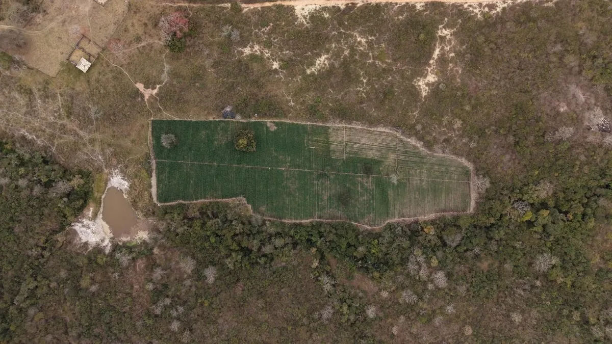 Vídeo mostra extensão de plantação com 40 mil pés de maconha em Cachoeira de Pajeú