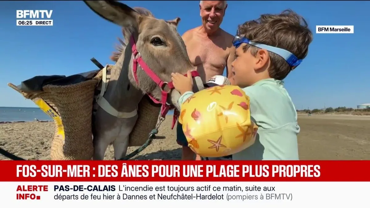 Fos-sur-Mer: deux ânes aident au nettoyage des plages, pour le plus grand bonheur des touristes