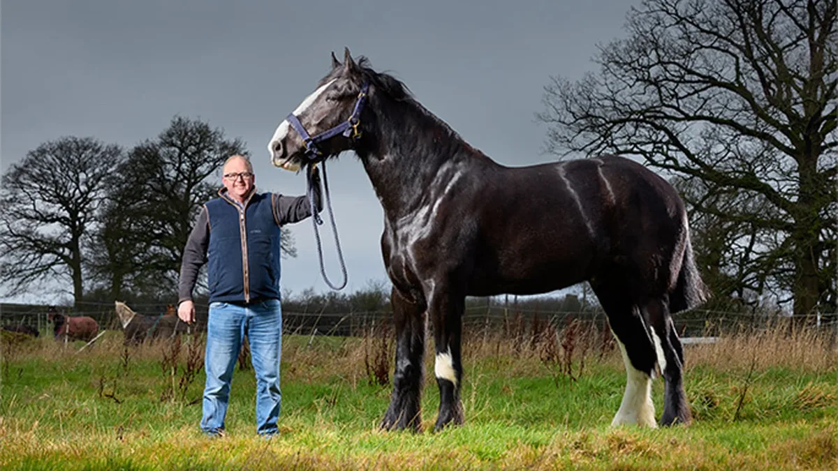 Mide 1,99 metros y es el caballo más alto del mundo: entró al libro Guinness 2027, pero no supera la marca histórica de 1850