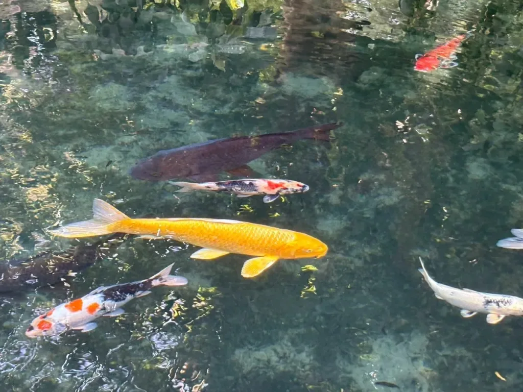 Beautiful off-the-beaten-path spot near samurai castle in rural Japan looks like a Monet painting