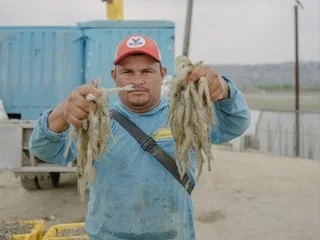 « Arrachage des yeux » et longue agonie : cette ONG demande de meilleures conditions d’élevage pour les crevettes
