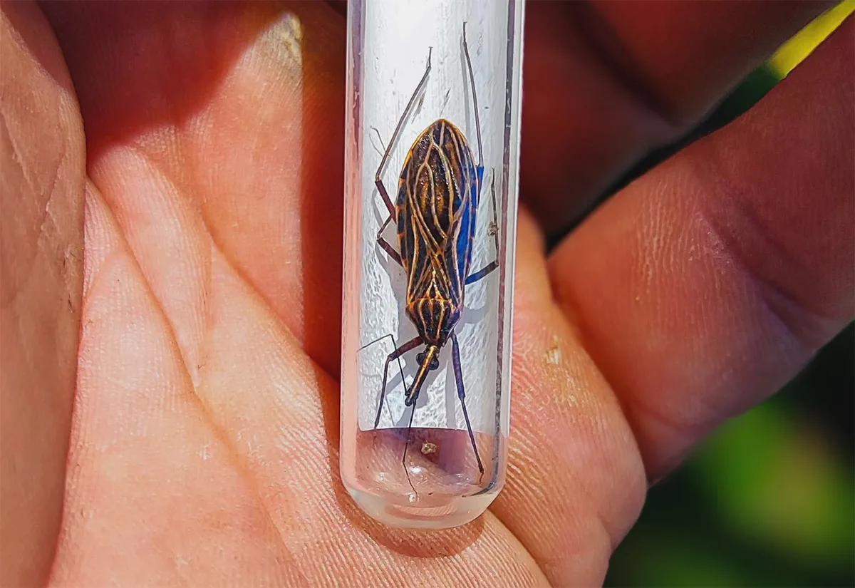 Como o desmatamento impulsiona vetores de Chagas e leishmaniose na Amazônia