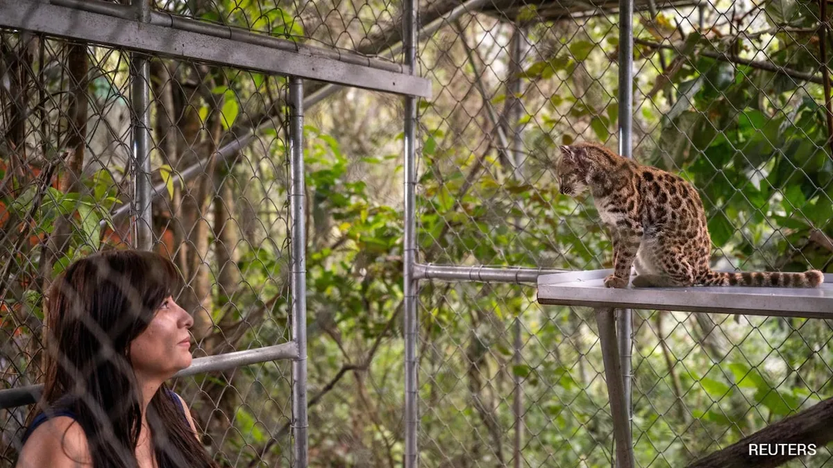 How Experts Identified New Wild Cat Species, The First In Over A Century