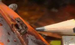 First birth of tiny rare frogs at London Zoo