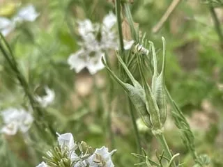Disparue depuis près de 150 ans en Sarthe, cette fleur rare a été redécouverte