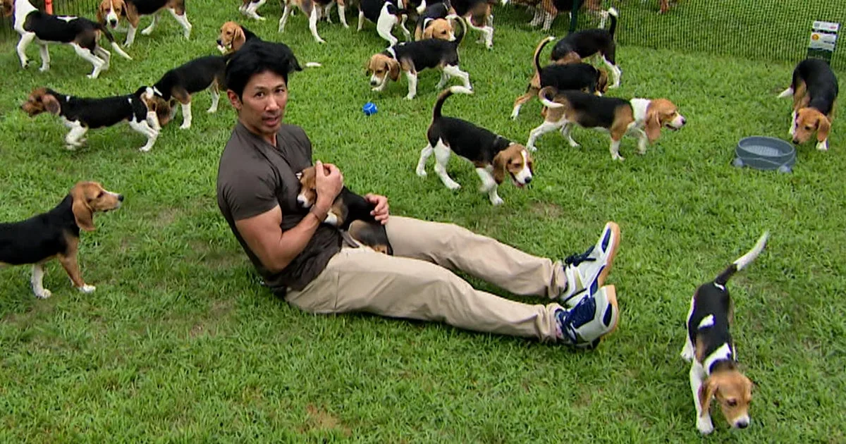 Beagles get first taste of freedom after relocation from controversial breeding facility