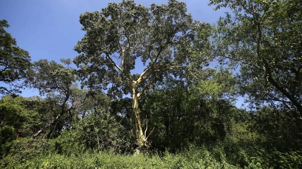 Puebla y Morelos esperan un sábado 29 de agosto con cielo nublado y temperaturas frescas