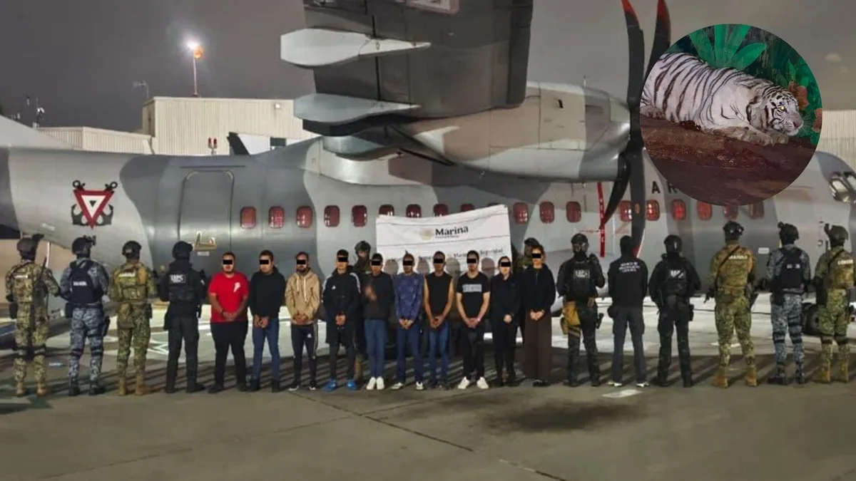 Megaoperativo en Hidalgo, Jalisco y Michoacán: caen 20 integrantes del CJNG con tigres y panteras