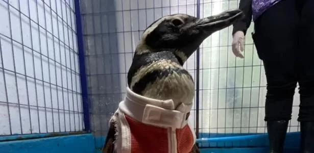 Cientistas criam traje de cobre e zinco para pinguins resgatados no Chile