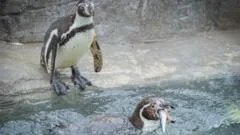 Cornish sardines back on menu for penguins