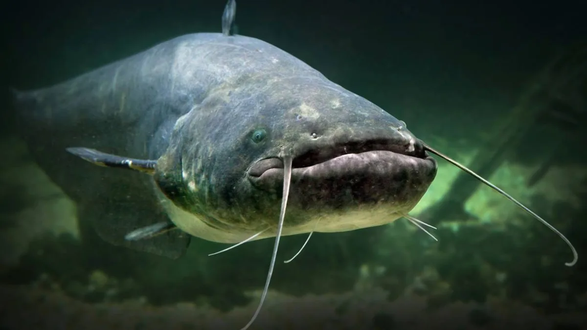 Peixe gigante de quase 3 metros se espalhou pelos rios europeus e ameaça espécies nativas