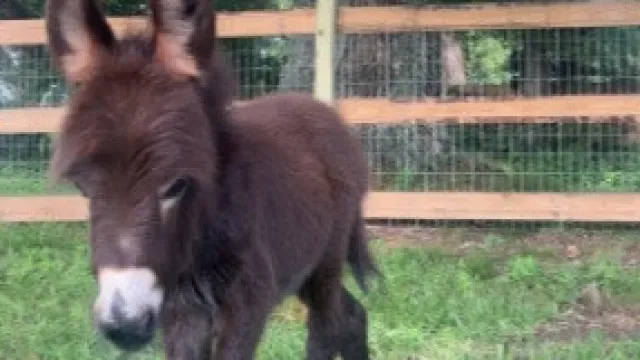 Polícia à procura de criança abate burro por ter começado a zurrar