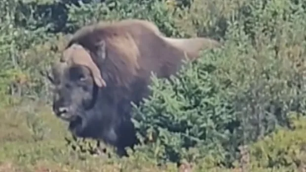 Rare muskox with fur like a 'magical grass skirt' spotted in Labrador West