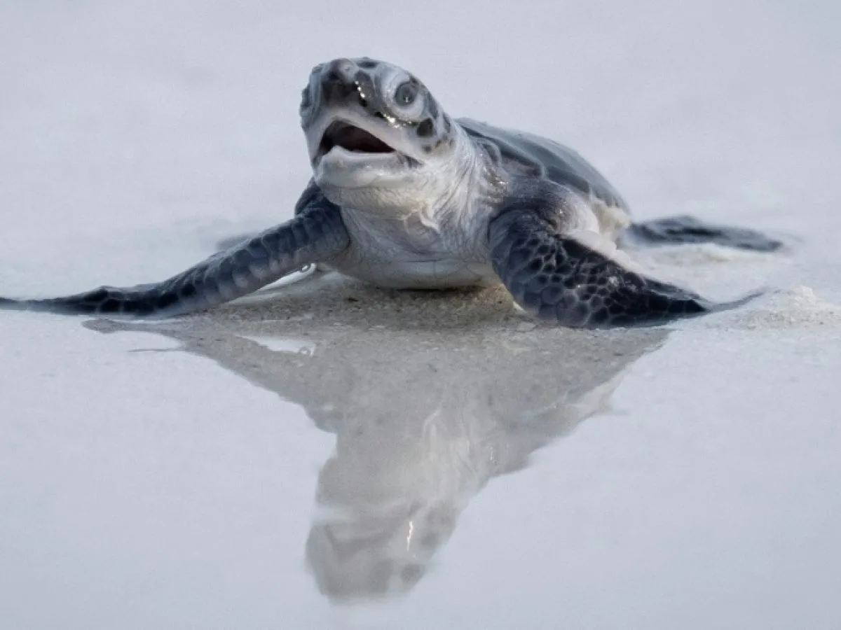 La tortue verte n'est plus menacée d'extinction
