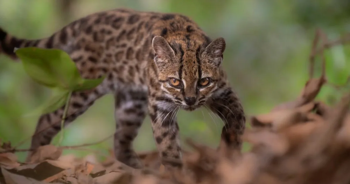 ¡Atención, amantes de los gatos! Descubrieron una nueva especie en Bolivia después de 100 años