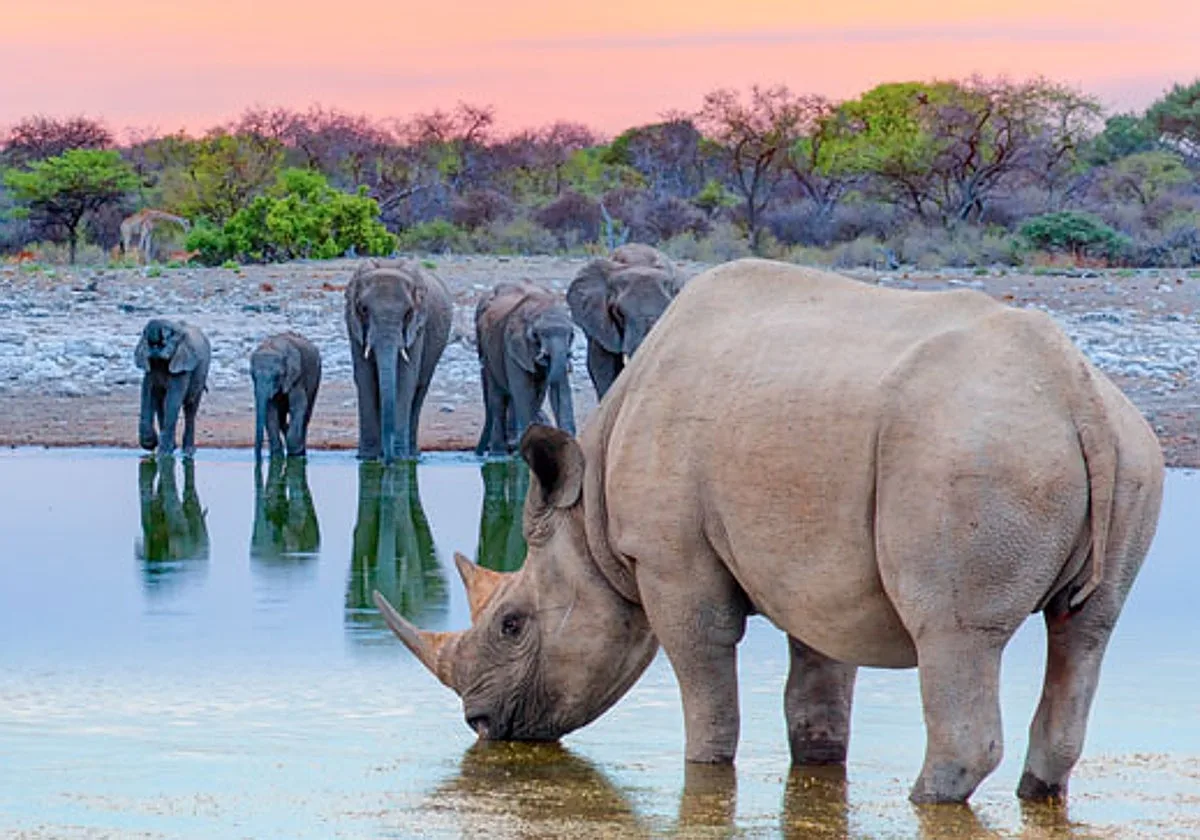 El lento relevo que condenó a los gigantes de África