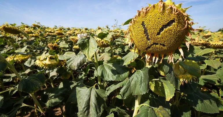 Bruxelas alerta para efeitos de verão seco na agricultura