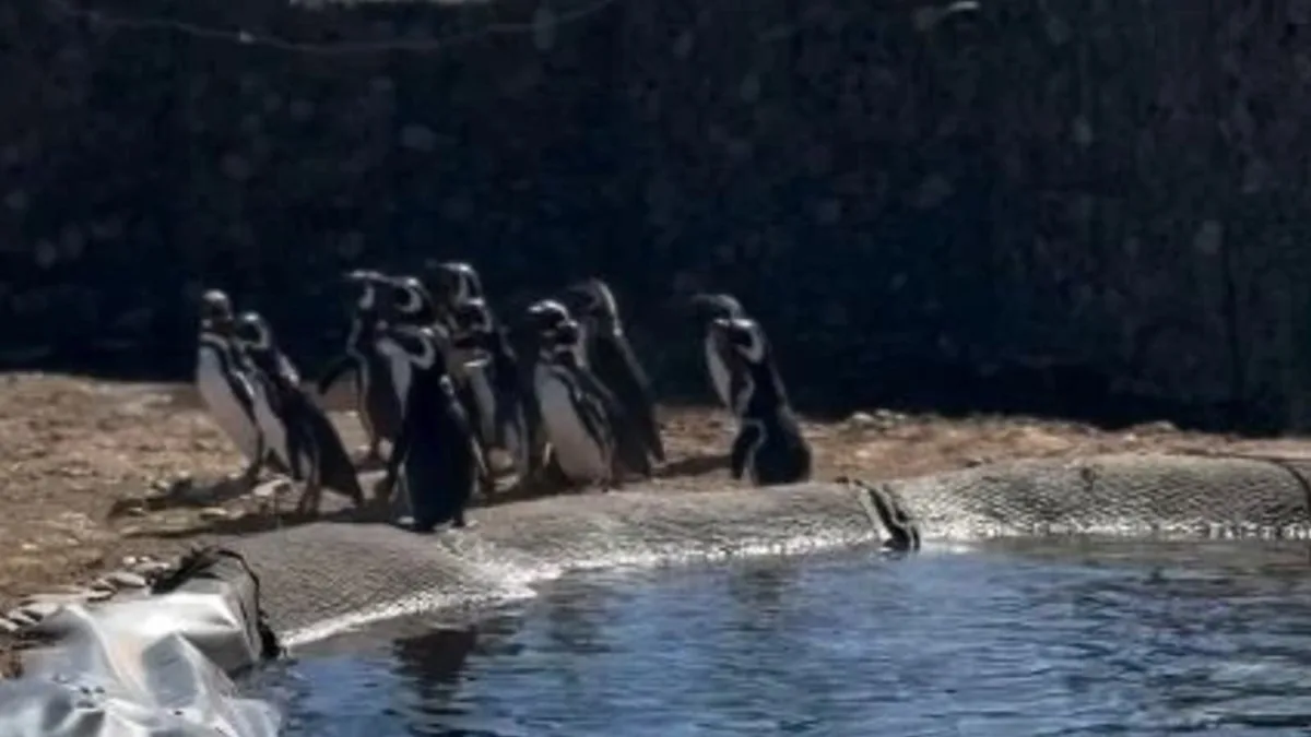 Más de 40 pingüinos que vivían en el Aquarium de Mar del Plata fueron liberados en una reserva de Río Negro