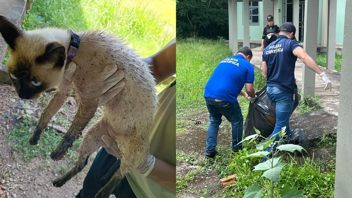 Polícia ouve testemunhas sobre mortes e maus-tratos de animais na Universidade Federal do Amapá