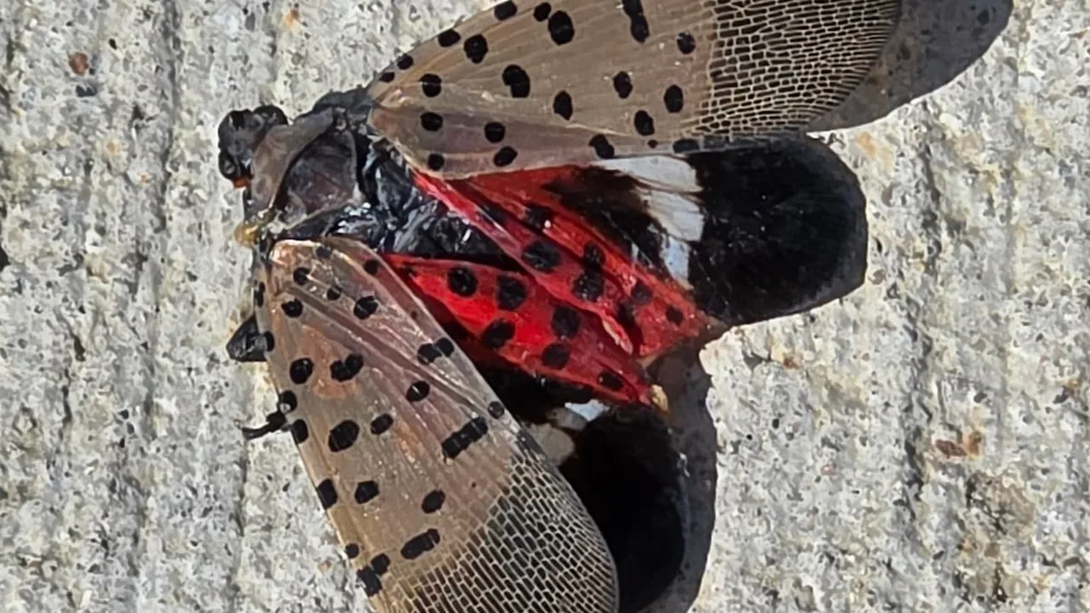 The invasive spotted lanternfly has been officially detected in Canada for the first time