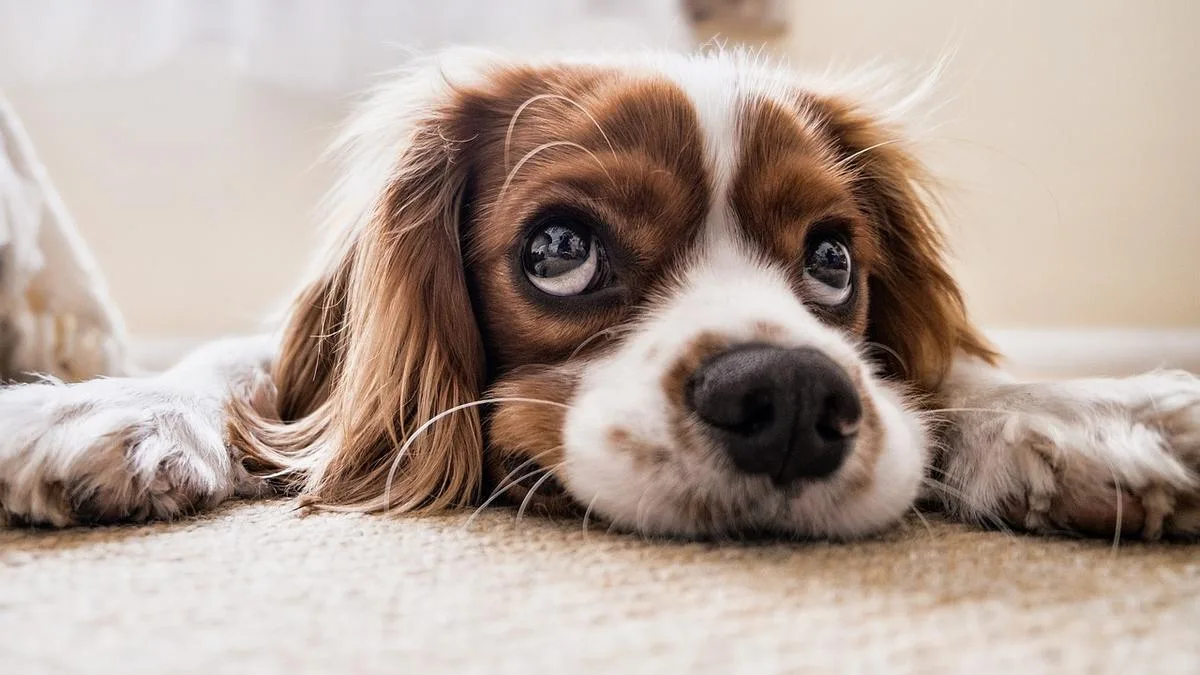 Dog parvovirus cases confirmed at Wanneroo Animal Care Centre