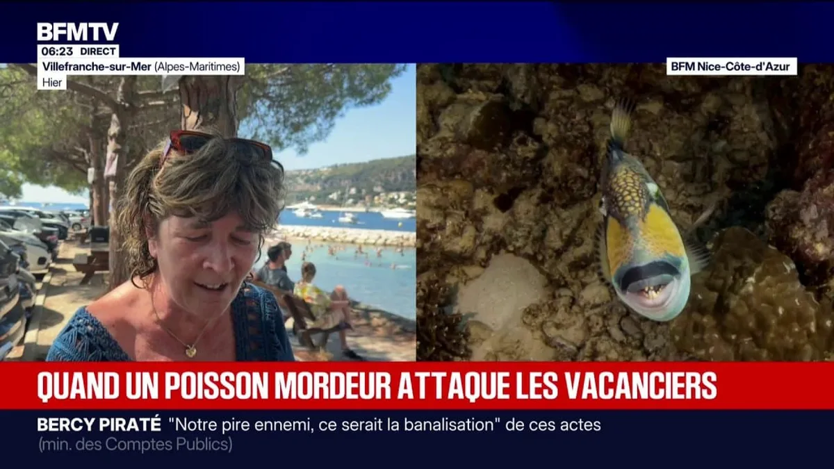 Alpes-Maritimes: les baigneurs confrontés au baliste, surnommé le "poisson mordeur"