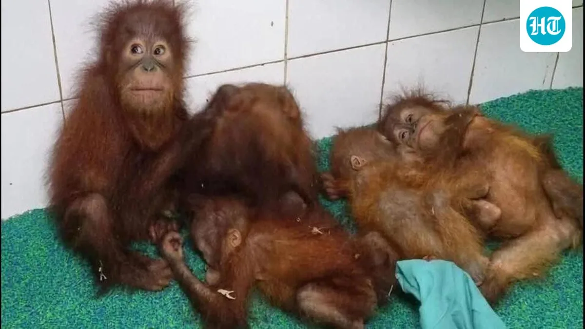 Odisha STF detains three in Bengal’s Digha over recovery of 5 orangutans