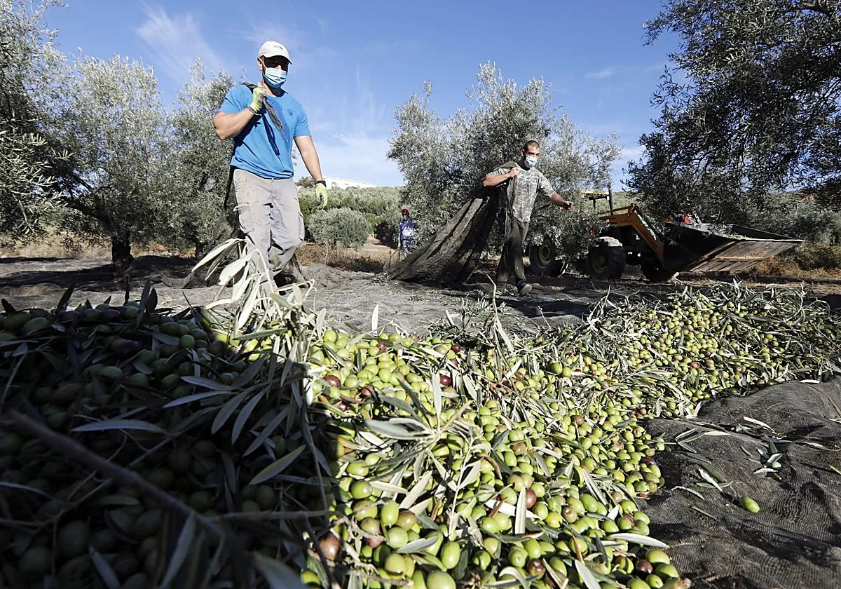 Eurocaja Rural y la DOP Montes de Toledo analizan los retos de calidad y seguridad alimentaria del AOVE