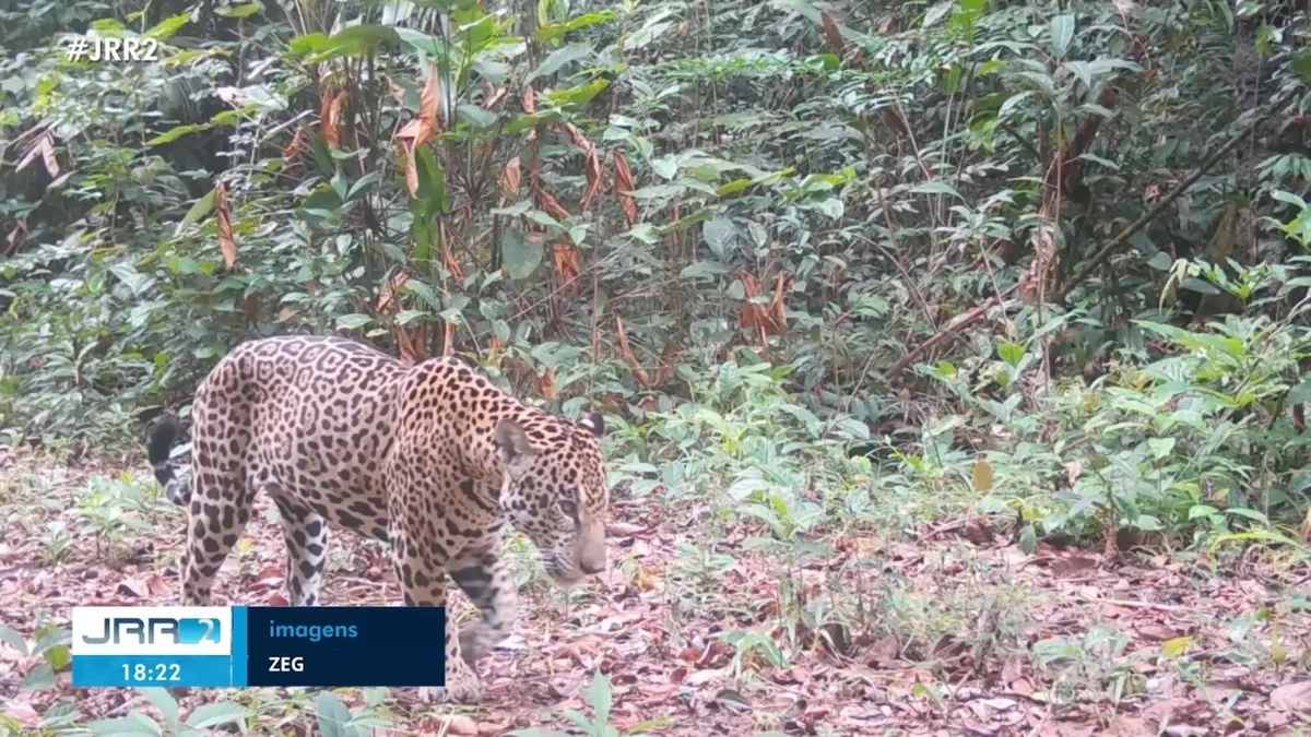 Projeto de créditos de carbono evita desmatamento e protege onças, tamanduás e outros animais da Amazônia
