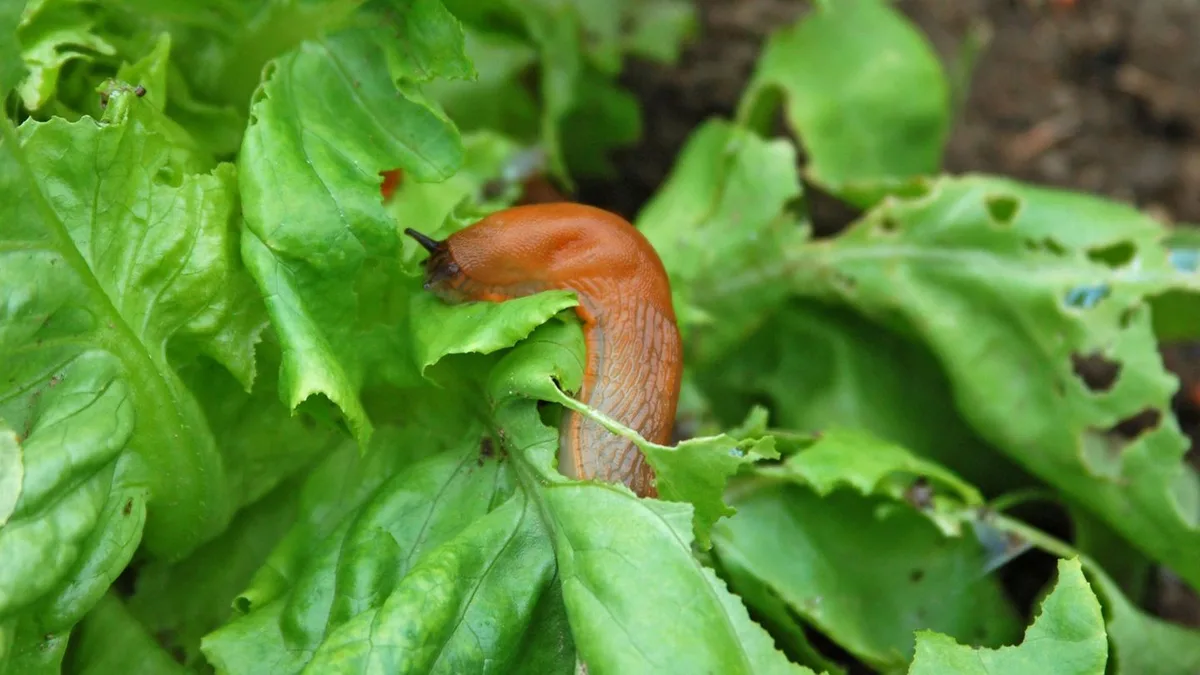 Garten: So schützen Sie Ihr Gemüse vor Schnecken – mit einem Mittel aus dem Gewürzregal