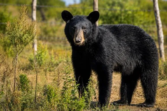 Refuerzan prevención ante presencia de osos negros en Coahuila