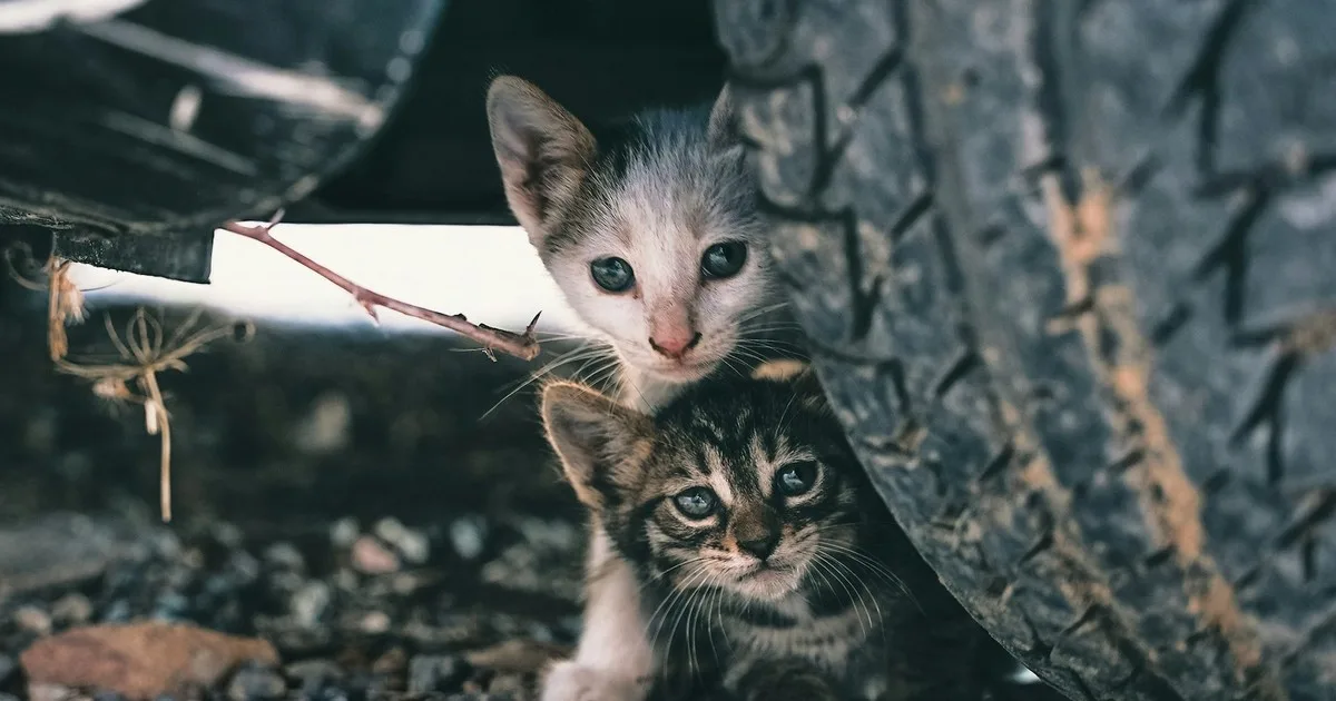 Las gestoras felinas se organizan para pasar del voluntariado a ser parte de la responsabilidad pública: “Los gatos callejeros tienen ley”