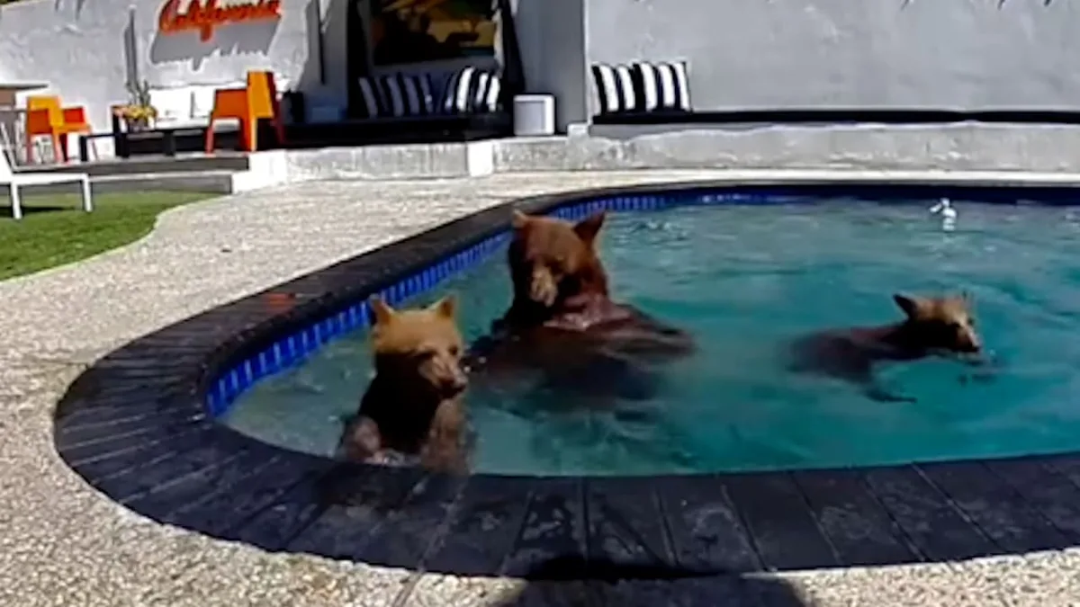 Tierische Pool-Besucher in Kalifornien - Badespaß für Bärenfamilie