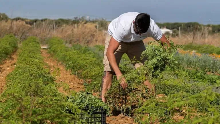 Los agricultores españoles avisan: "Los cultivos se están viendo muy afectados porque el estrés hídrico es muy elevado"