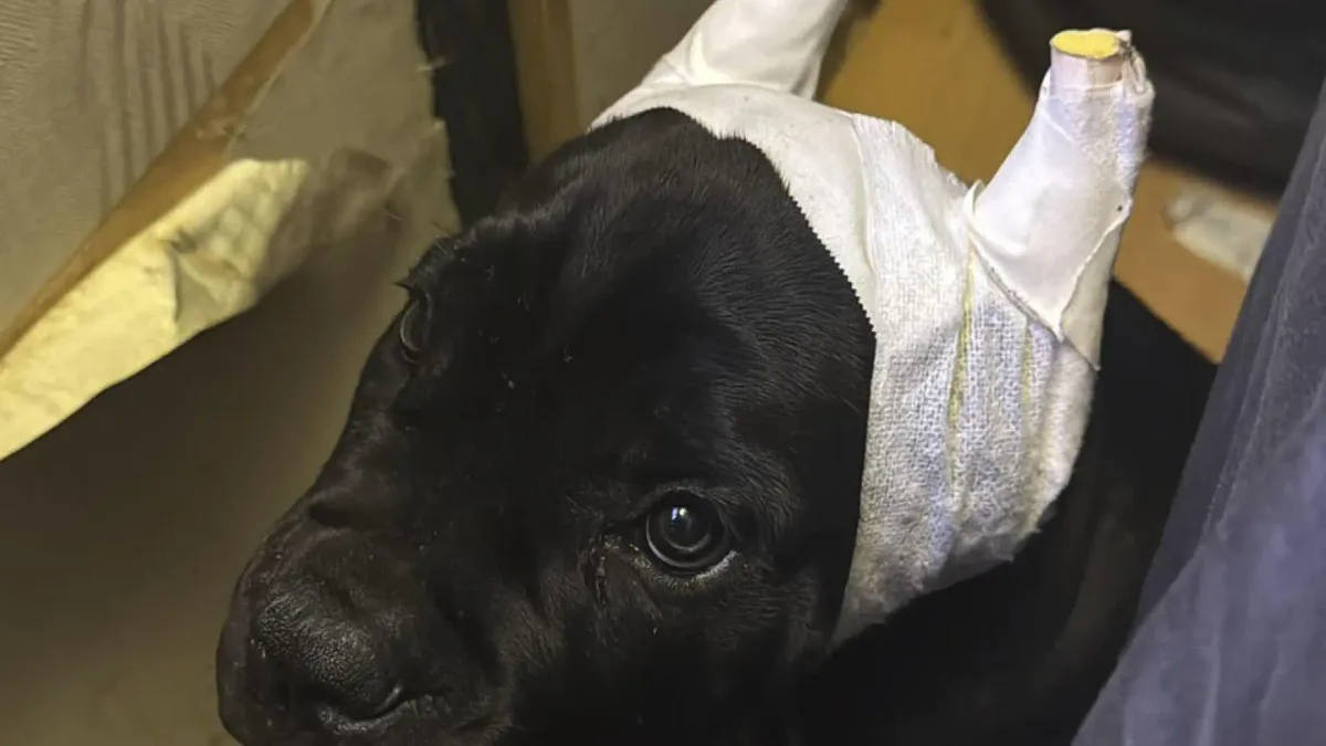 Detenidas 14 personas por comercializar perros con amputaciones ilegales de orejas y rabo